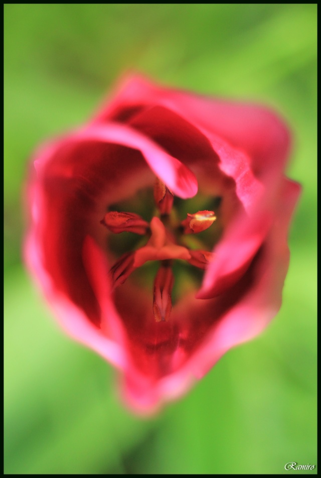 bokeh de tulipe Img_4210