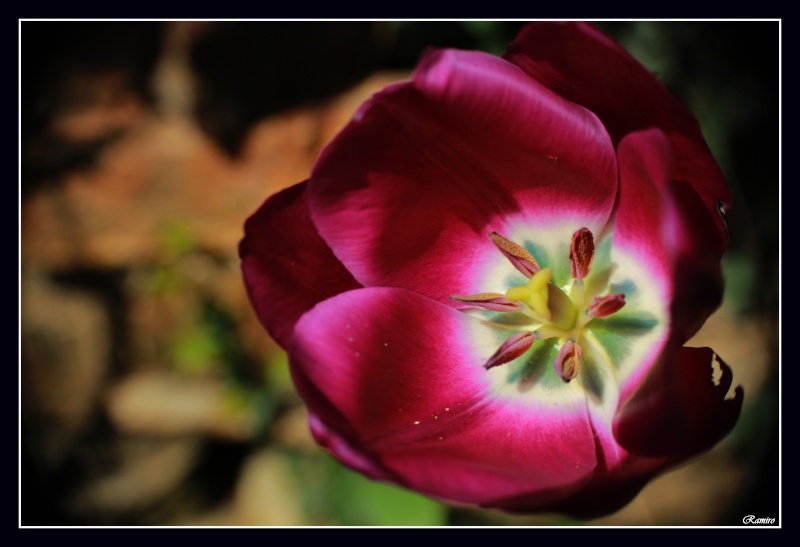Tulipa Img_4711