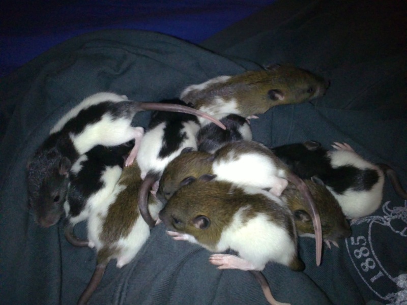9 bébé rat a l'adoption (91) 11032012