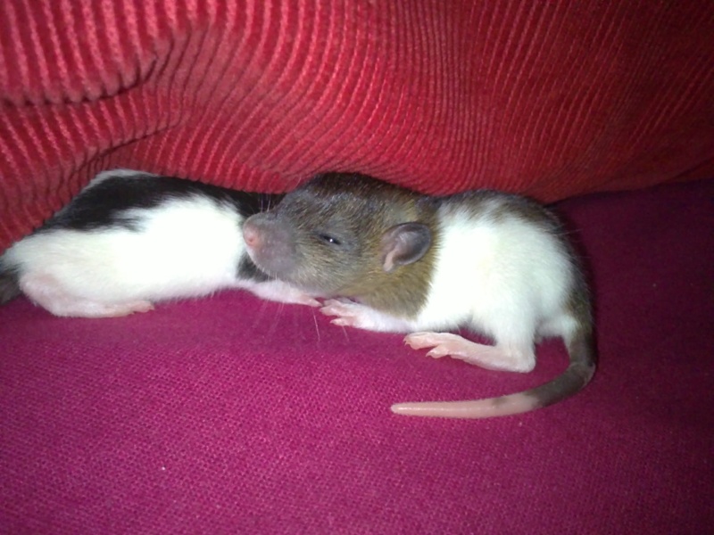 9 bébé rat a l'adoption (91) 12032027