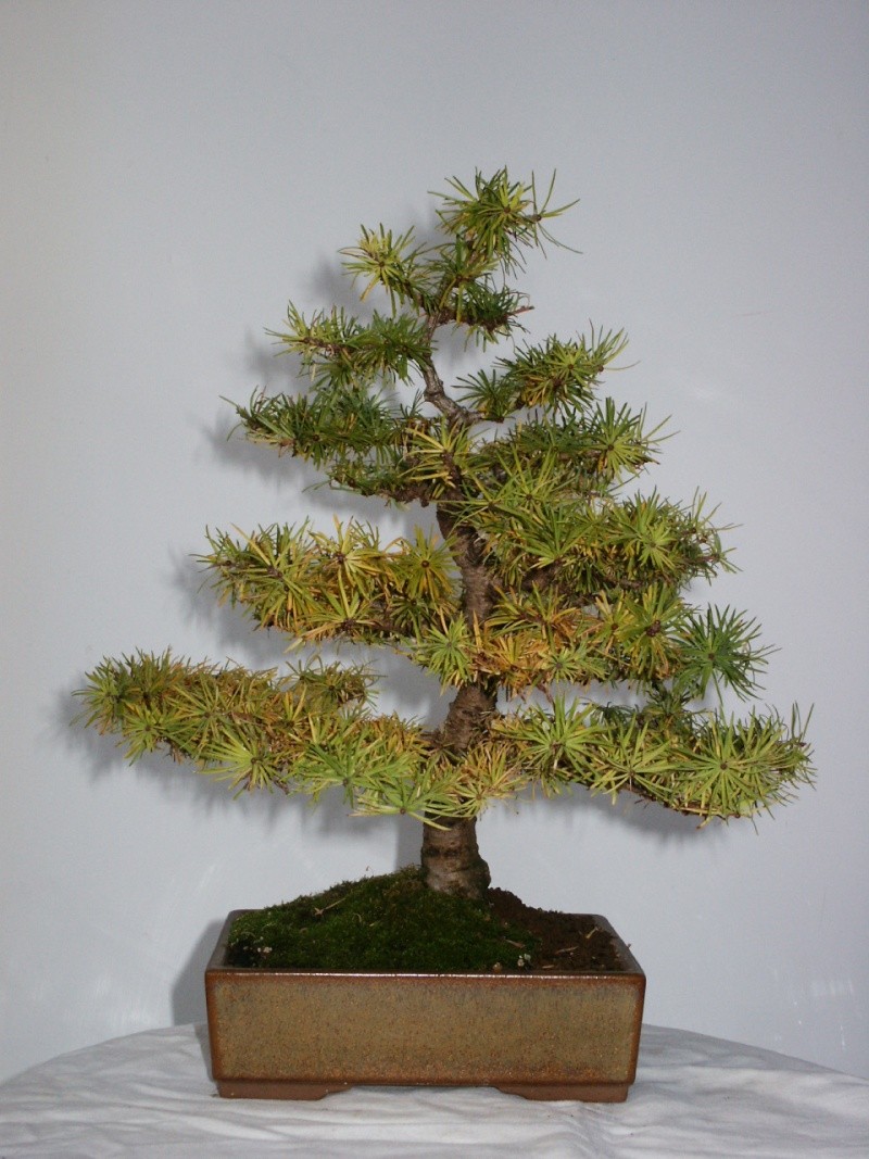 New to Bonsai trees! Any help? Pict4110