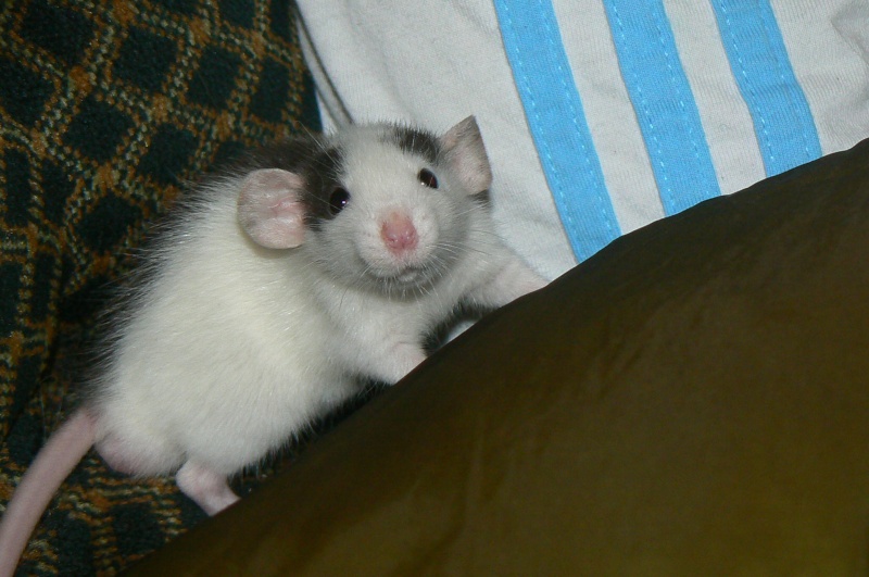 LOVELY mon rat husky dumbo !!!!! P1000913