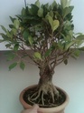 Ficus Aerial Roots Problems Ficusm11