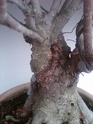 Ficus Aerial Roots Problems Ficusm12