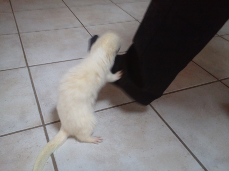 [Décédée] Mini-Pousse, femelle albinos Photo020