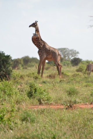 Kenya Sono appena tornata da un sogno..... - Pagina 2 Giraff10