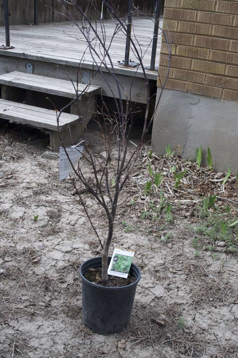 Japanese Maple "Bloodgood" - my first field grown bonsai Before10