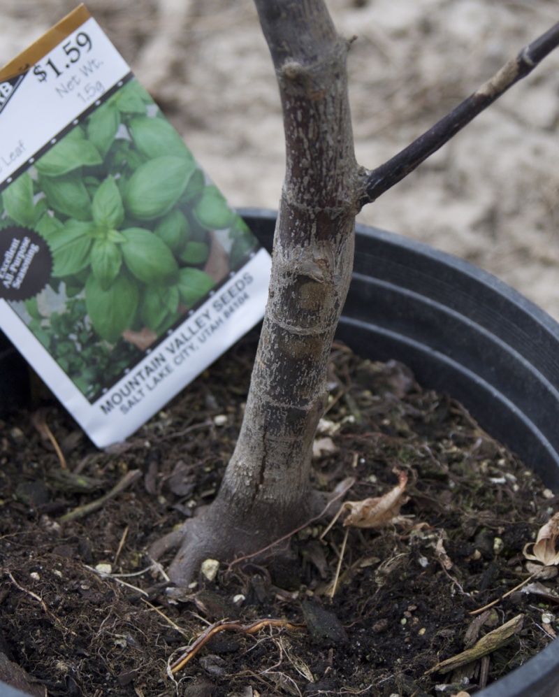 Japanese Maple "Bloodgood" - my first field grown bonsai Before11