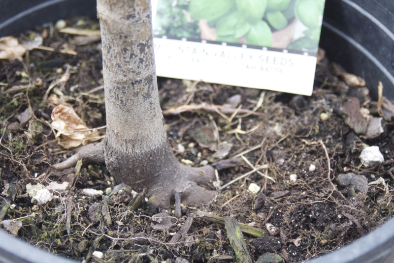 Japanese Maple "Bloodgood" - my first field grown bonsai Before12