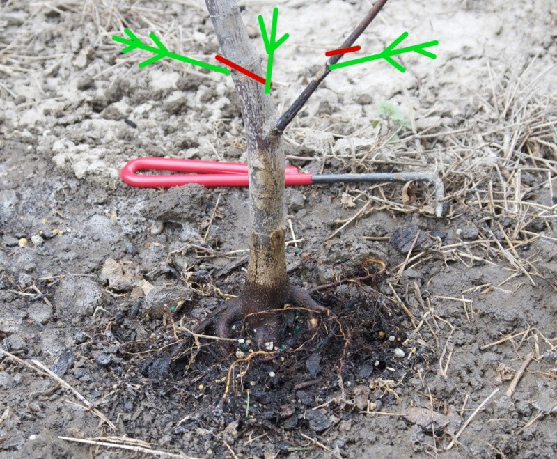 Japanese Maple "Bloodgood" - my first field grown bonsai Trunk-10