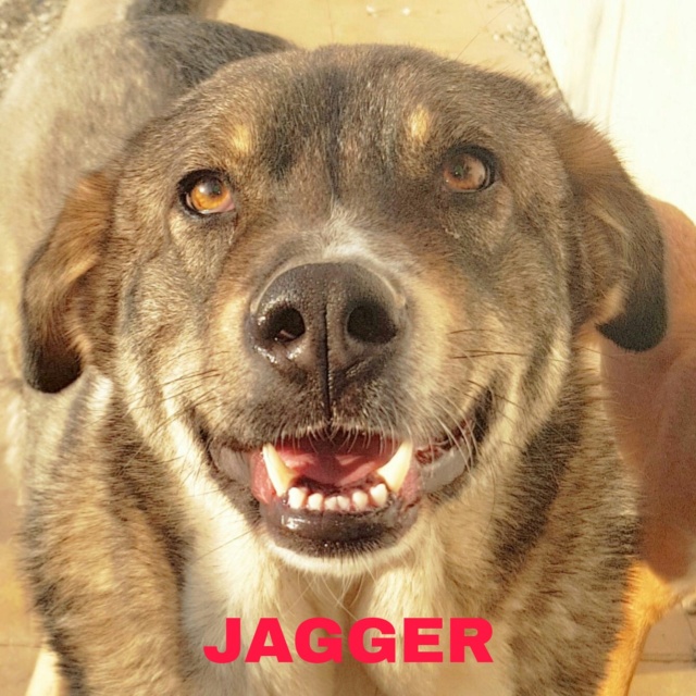 JAGGER le noble mâtin Da2af010