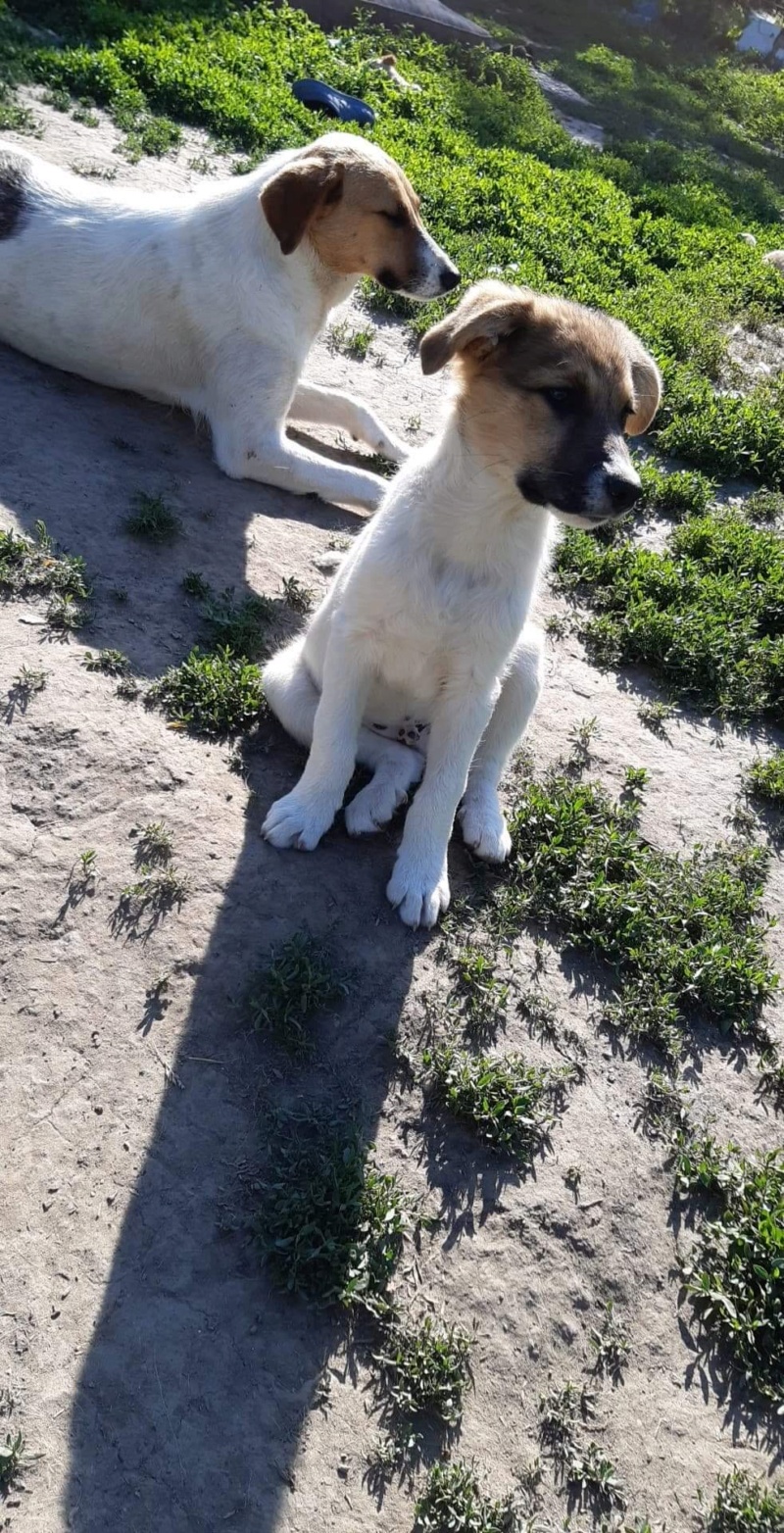 REMUS (ex BLACK (Pato) - Chiot mâle de taille moyenne à l'âge adulte - Né en février - Refuge de Camélia - Adopté par Aude (Belgique)  00662e10