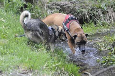 DUKE - Chiot mâle de taille moyenne à l'âge adulte - Né environ fin juillet 2020 - Adopté par Florent et Laura (Belgique)  - Page 2 01d74610