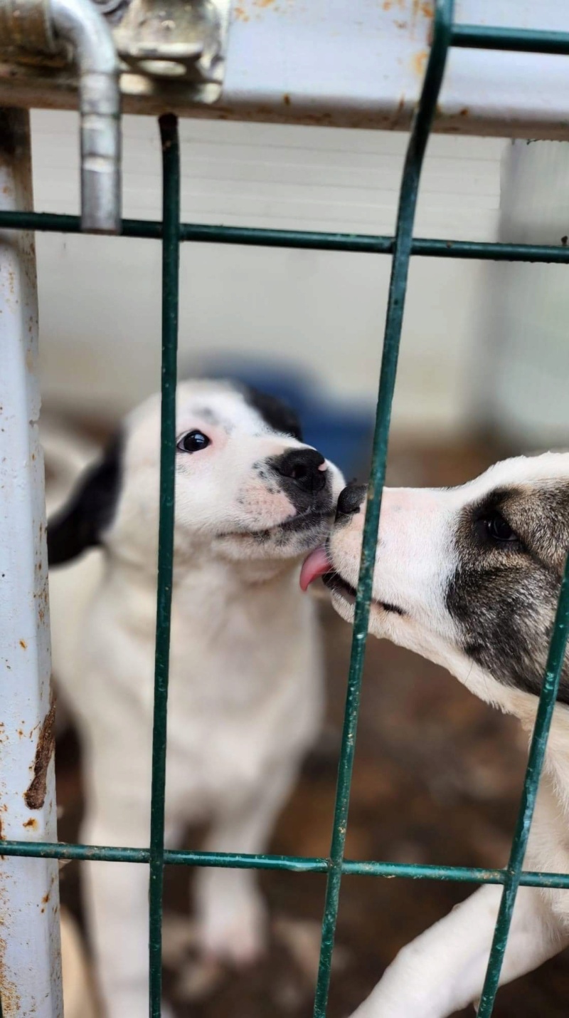 BOBY - chiot mâle de taille moyenne à l’âge adulte - Né en juillet 2022 - adopté par Gwenaël (dept 69) 0416bf10