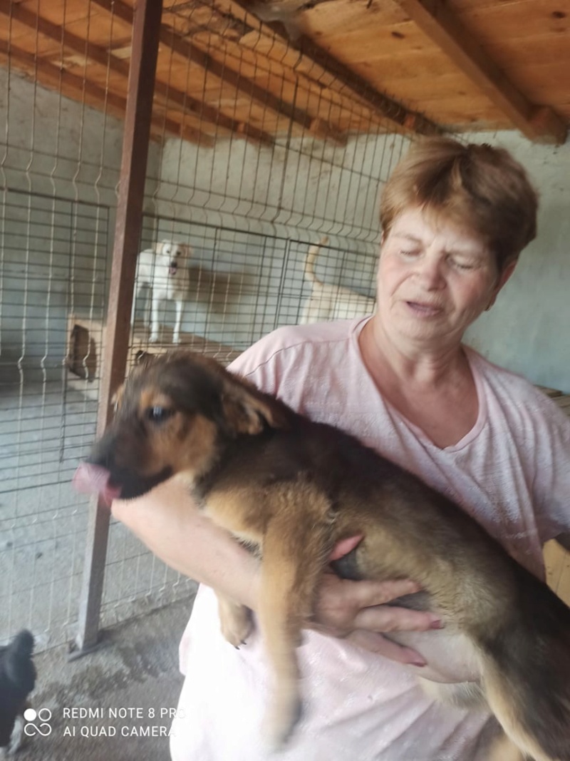 KENYA - chiot femelle de taille moyenne à grande à l’âge adulte - Née en Mars 2021 - refuge de Gabriela - Adoptée par Laura en Belgique  20927711