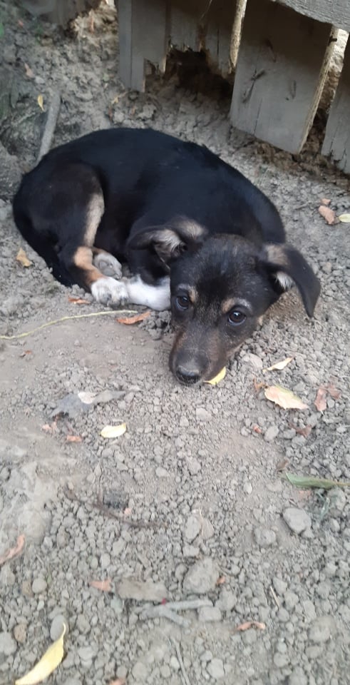 MYRTILLE - chiot femelle de taille moyenne - A l’âge adulte - Née en avril 2021 - refuge de Camélia - adoptée par Christel (01) 21732510