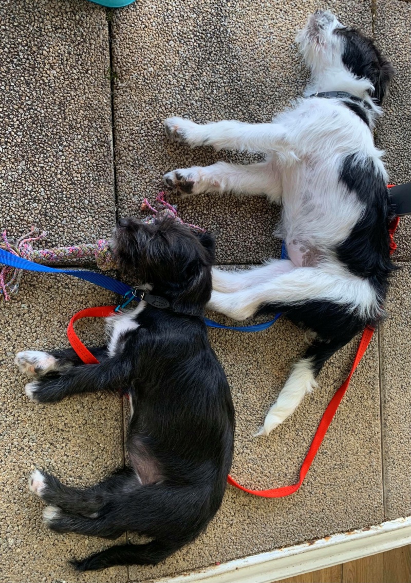 DOROTHY et OZZY - Chiots femelles de petites tailles à l’âge adulte - Nées en Avril 2021 - en accueil chez Carmen, Adoptées par Olivier et Milena (Dept 01) 21807010