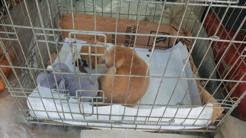 FUNNY - Chiot femelle croisée de petite taille à l'âge adulte - Née en mars 2021 - Refuge de Gabriela - adoptée par Anne (dept 83) 22015210