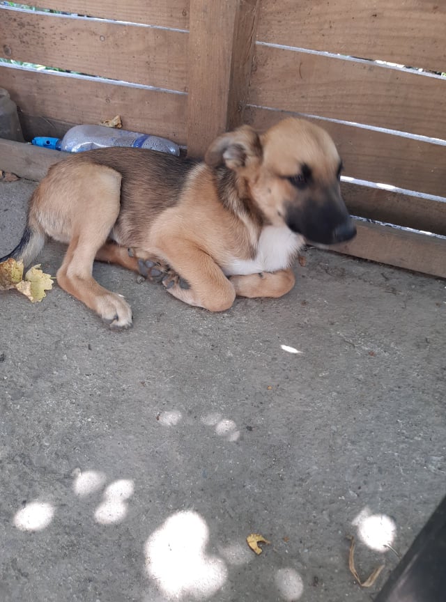 RAGNAR (ex MOWGLI) - Chiot male de taille moyenne à grande à l'âge adulte - Né en Avril 2021 - Refuge de Camélia - Adopté par Aurélia (68) 23318510