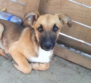 RAGNAR (ex MOWGLI) - Chiot male de taille moyenne à grande à l'âge adulte - Né en Avril 2021 - Refuge de Camélia - Adopté par Aurélia (68) 23373610