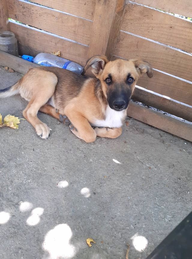 RAGNAR (ex MOWGLI) - Chiot male de taille moyenne à grande à l'âge adulte - Né en Avril 2021 - Refuge de Camélia - Adopté par Aurélia (68) 23373611