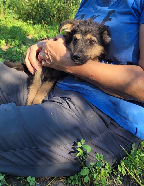 ACACIA - chiot femelle de taille moyenne à l’âge adulte - Née en juin 2021 - En accueil chez Monica - Resevee via une association aux pays bas  23492711