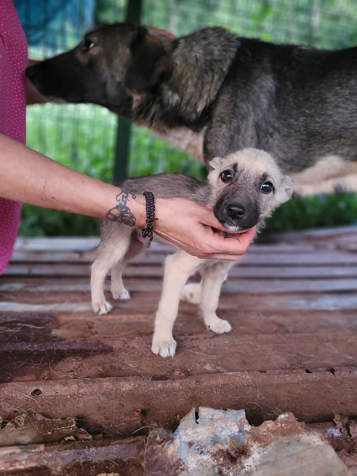 BONSAÏ - Chiot mâle de taille moyenne à l’âge adulte - Né en juin 2021 - En accueil chez Monica - Réservé via une association aux pays bas 23529810