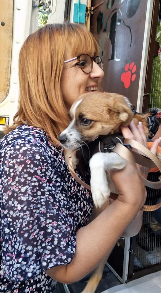 FUNNY - Chiot femelle croisée de petite taille à l'âge adulte - Née en mars 2021 - Refuge de Gabriela - adoptée par Anne (dept 83) 24208912