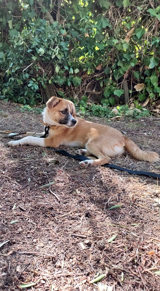 FUNNY - Chiot femelle croisée de petite taille à l'âge adulte - Née en mars 2021 - Refuge de Gabriela - adoptée par Anne (dept 83) 24238810