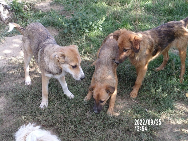 AGLAE - chiot femelle de taille moyenne (±13/14kg) à l’âge adulte - Née fin avril 2022 - Adoptée par Lara (dpt 21) 3b4bf410