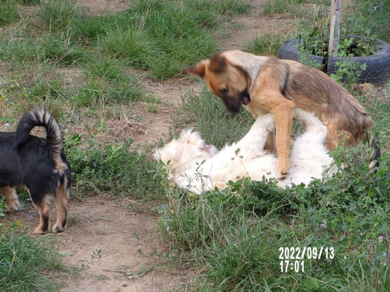 AGLAE - chiot femelle de taille moyenne (±13/14kg) à l’âge adulte - Née fin avril 2022 - Adoptée par Lara (dpt 21) 5c2c9410