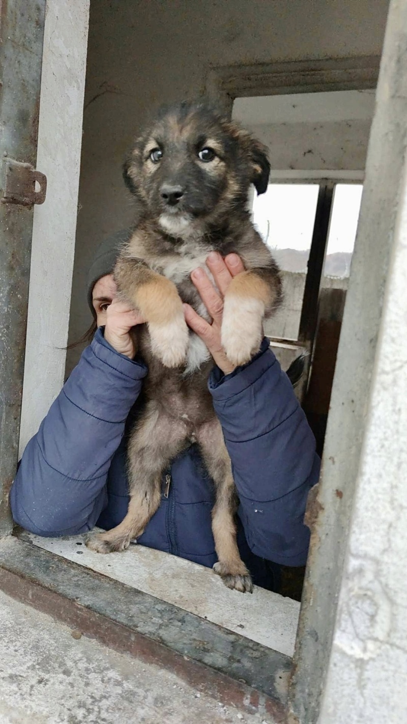 FLOCON & ETOILE - chiots mâle et femelle de taille moyenne à l'âge adulte - Nés le 18 septembre 2022 - adoptés par Angèle (dept 73) 5c72fb10