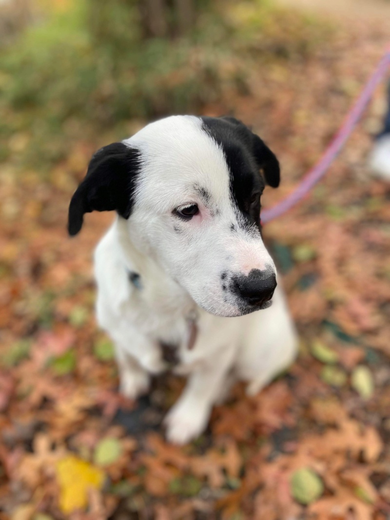 BOBY - chiot mâle de taille moyenne à l’âge adulte - Né en juillet 2022 - adopté par Gwenaël (dept 69) 5cca9210