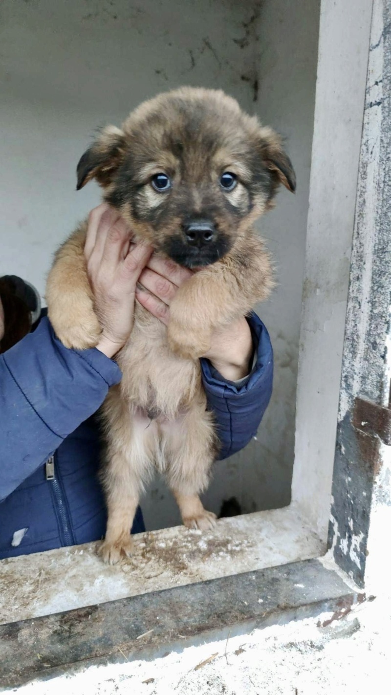 FLOCON & ETOILE - chiots mâle et femelle de taille moyenne à l'âge adulte - Nés le 18 septembre 2022 - adoptés par Angèle (dept 73) 5e2f7a10