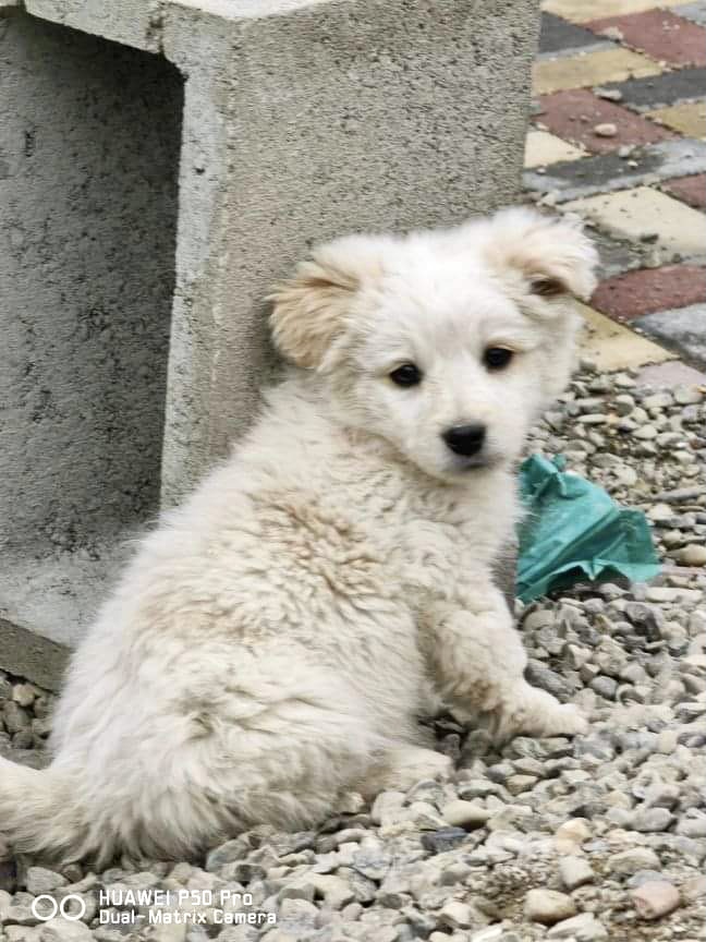 STAR - chiot mâle de taille moyenne à l’âge adulte - Né en janvier 2022 - réservé par Cindy (69) 5ec02310