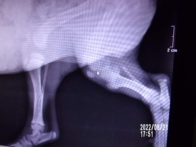 AGLAE - chiot femelle de taille moyenne (±13/14kg) à l’âge adulte - Née fin avril 2022 - Adoptée par Lara (dpt 21) 6d1f5810