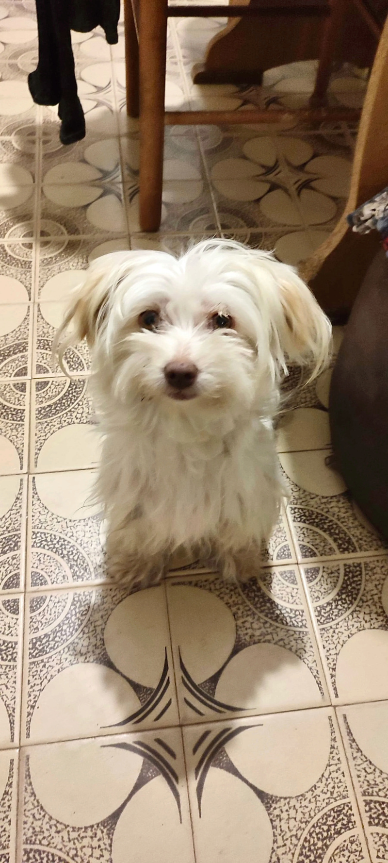 PITA - femelle croisée bichon de petite taille - Née en 2020 - Refuge de Monica - Adoptée par Anne Marie (Belgique)  6e9e4a10