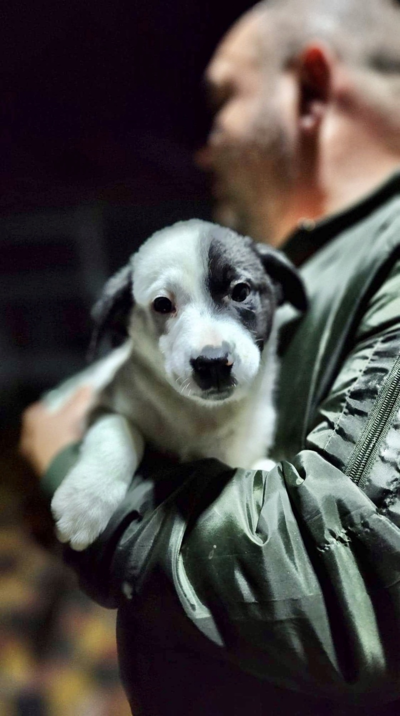 BOBY - chiot mâle de taille moyenne à l’âge adulte - Né en juillet 2022 - adopté par Gwenaël (dept 69) 73462e10