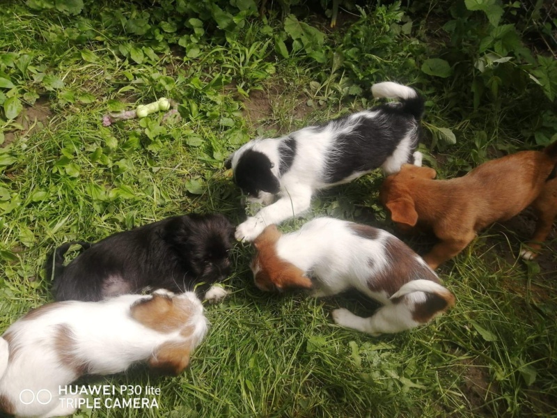 DOROTHY et OZZY - Chiots femelles de petites tailles à l’âge adulte - Nées en Avril 2021 - en accueil chez Carmen, Adoptées par Olivier et Milena (Dept 01) 7ab48810