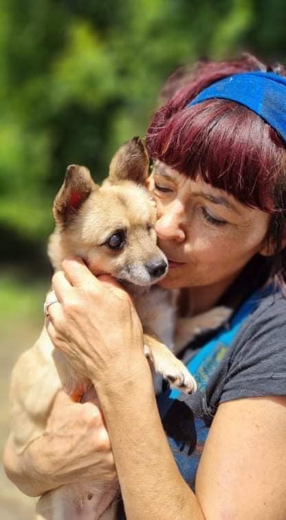 BEA - Femelle adulte de petite taille aveugle - Née en 2015 - Refuge de Gabriela - Adoptée par Lara (Belgique) 8eaf5510