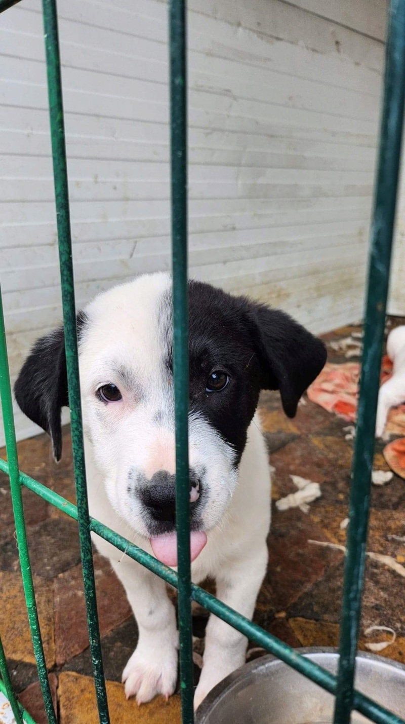 BOBY - chiot mâle de taille moyenne à l’âge adulte - Né en juillet 2022 - adopté par Gwenaël (dept 69) 91186310