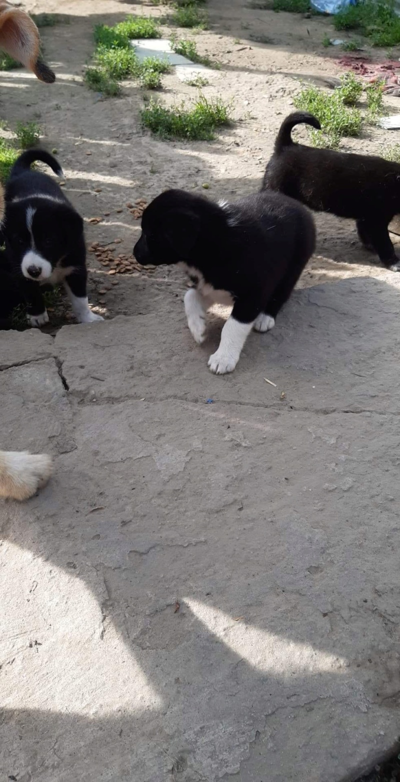 ARIEL - chiot femelle de taille moyenne à grande A l’âge adulte - Née en avril 2021 - refuge de Camélia - Adoptée par Lucie (60) 9c832210