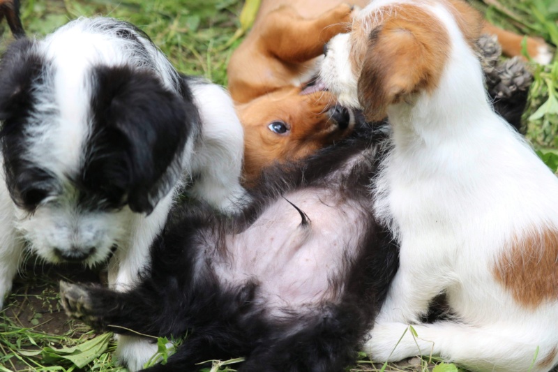 DOROTHY et OZZY - Chiots femelles de petites tailles à l’âge adulte - Nées en Avril 2021 - en accueil chez Carmen, Adoptées par Olivier et Milena (Dept 01) Ad078c10