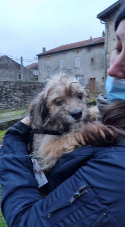 GEORGES (ex BENNY) - chiot mâle (petite taille) - Né en Juin 2021 - Refuge de Gabriela - Adopté par Géraldine en Belgique Bf3f1810