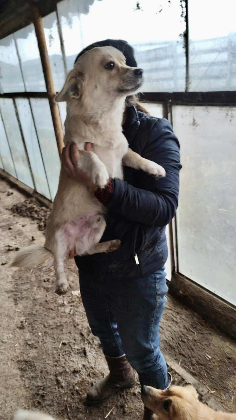 LUIGI - Mâle croisé de petite taille à l'âge adulte - Née en août 2020 - Adopté par William et Zoé en Belgique Cc846e10