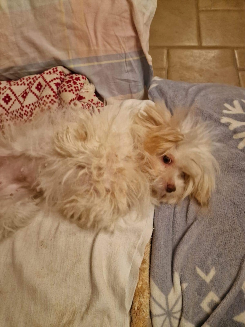 PITA - femelle croisée bichon de petite taille - Née en 2020 - Refuge de Monica - Adoptée par Anne Marie (Belgique)  D889f610