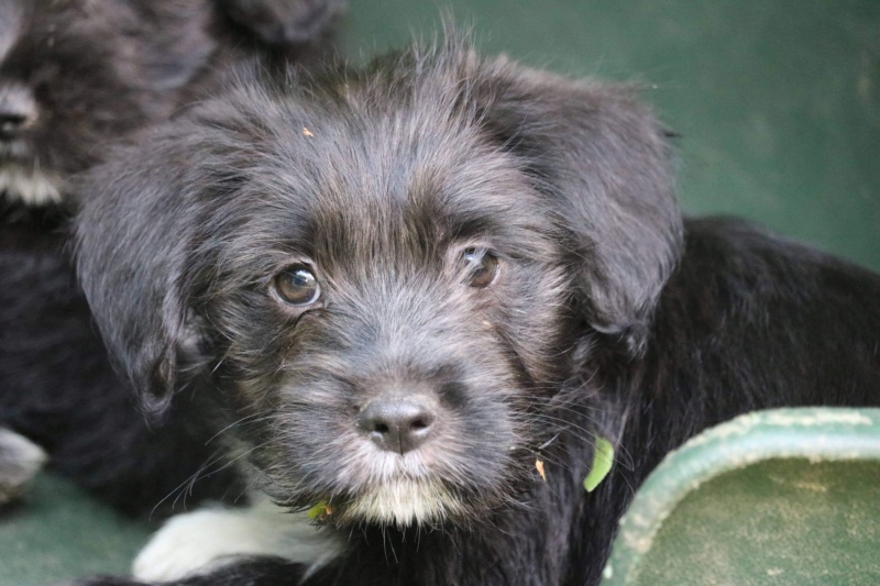 DOROTHY et OZZY - Chiots femelles de petites tailles à l’âge adulte - Nées en Avril 2021 - en accueil chez Carmen, Adoptées par Olivier et Milena (Dept 01) Ed0d4f10