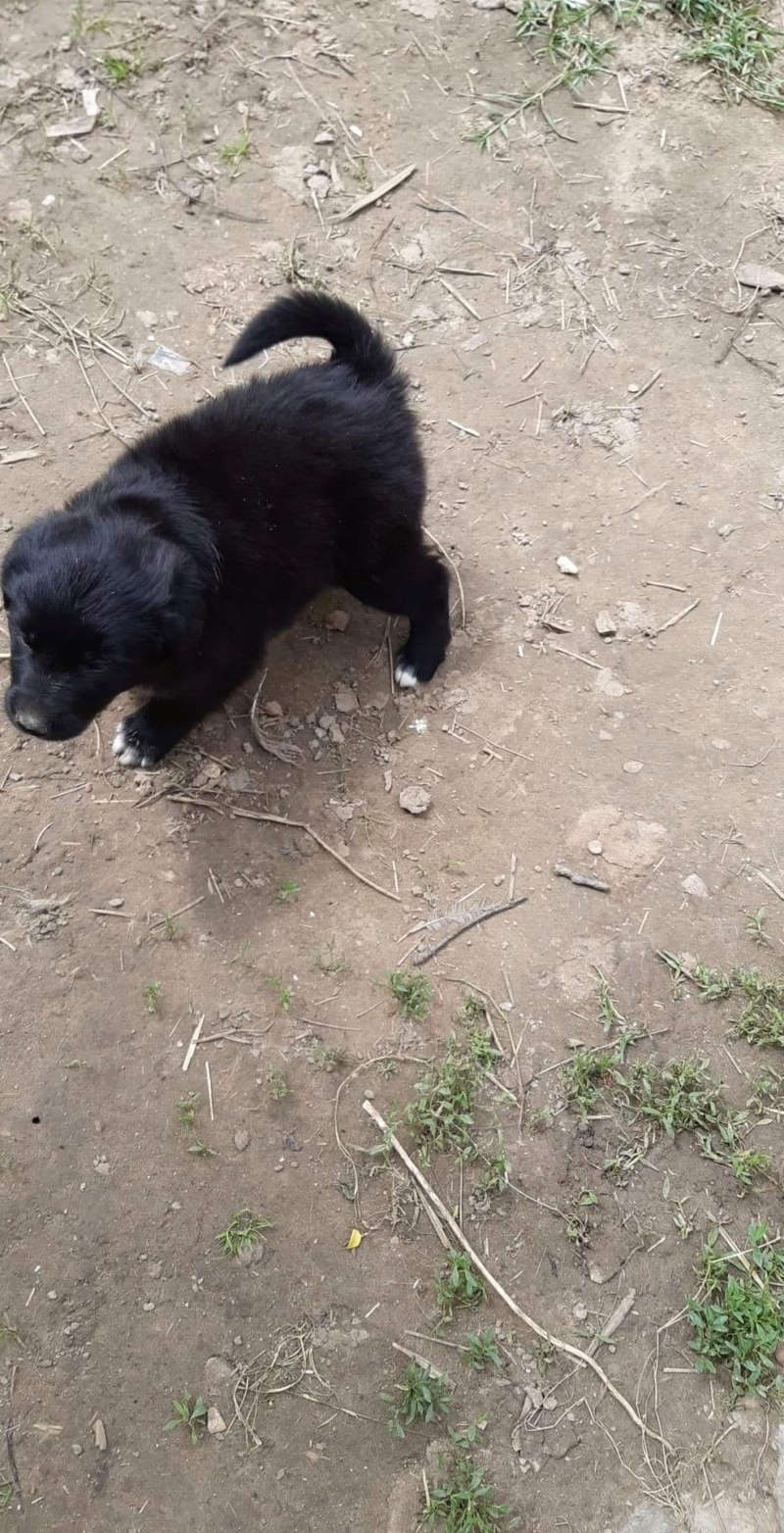 HERA (ex BAGHEERA) - Chiot femelle de taille moyenne à grande A l’âge adulte - Née en Avril 2021 - refuge de Camélia - Adoptée par Sandrine (27) Ef1bfb10