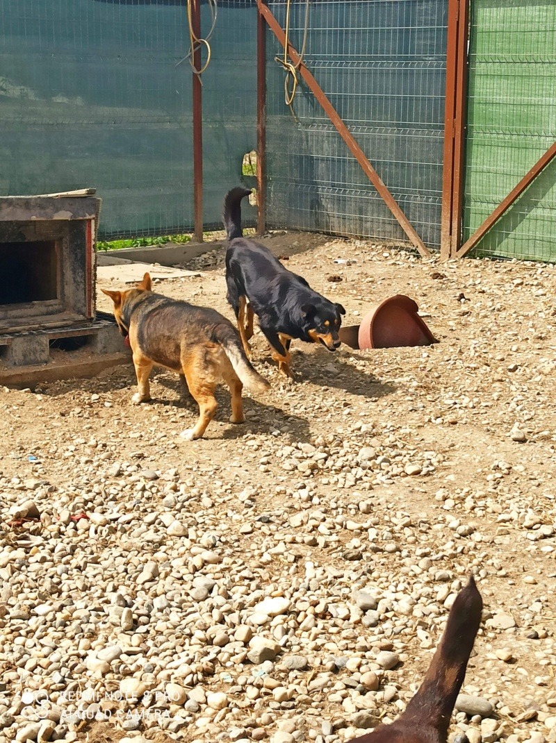 BEN - Mâle croisé de taille moyenne  - Paralysé d'une patte - Né environ en 2008 - Refuge de Gabriela - Réservé par l'Allemagne Fd78cd10