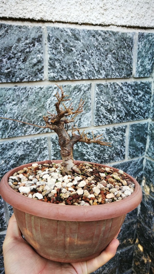 cotoneaster horizontalis futuro bonsai Img_2023
